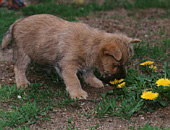 Cairn Terrier Cairn Bries Dancer